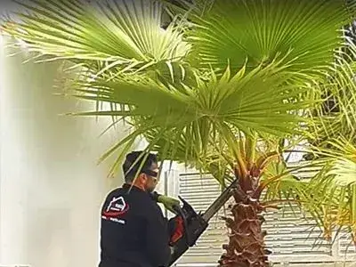 Jardinero en torrevieja y alrededores